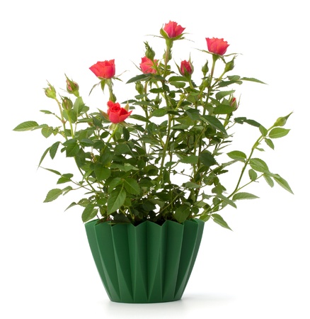 Beautiful rose in flowerpot  isolated on white backgroundの写真素材