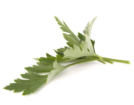 Sweet parsley leaves isolated on white background cutoutの写真素材