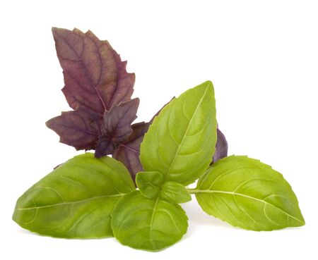 Sweet basil leaves isolated on white backgroundの写真素材
