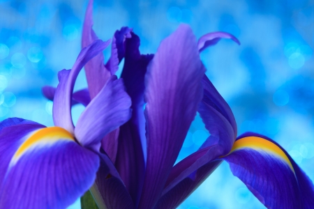 Beautiful blue iris flowers backgroundの写真素材