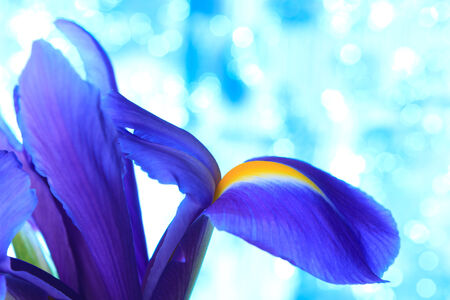 Beautiful blue iris flowers background