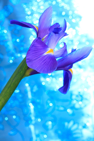 Beautiful blue iris flowers backgroundの写真素材