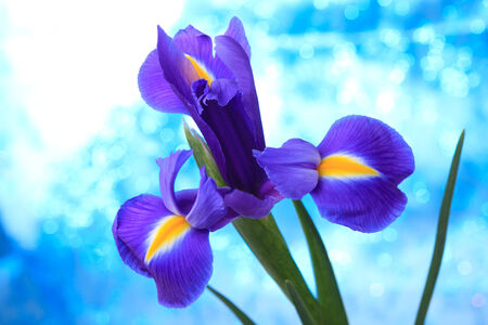 Beautiful blue iris flowers background