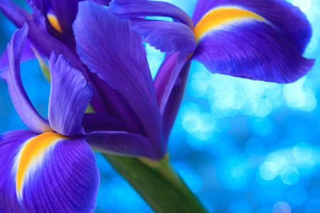 Beautiful blue iris flowers backgroundの写真素材