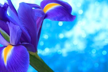 Beautiful blue iris flowers backgroundの写真素材