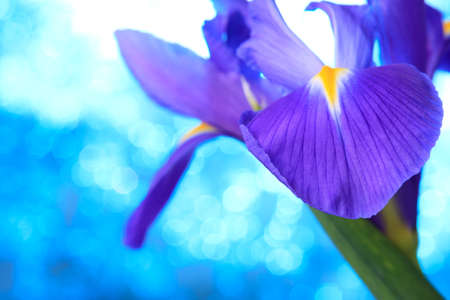 Beautiful blue iris flowers backgroundの写真素材