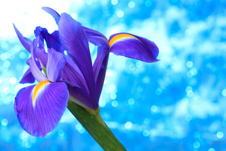 Beautiful blue iris flowers backgroundの写真素材