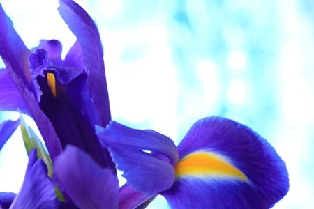 Beautiful blue iris flowers backgroundの写真素材