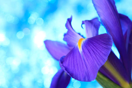 Beautiful blue iris flowers backgroundの写真素材