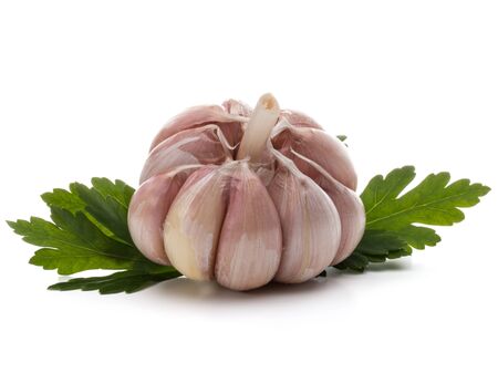 Garlic bulb and parsley herb still life isolated on white background cutoutの写真素材
