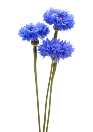 Blue Cornflower Herb or bachelor button flower bouquet isolated on white background cutoutの写真素材