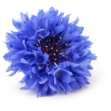Blue Cornflower Herb or bachelor button flower head isolated on white background cutoutの写真素材