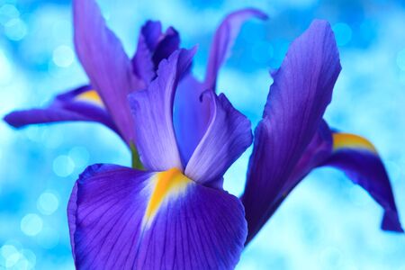 Beautiful blue iris flowers backgroundの写真素材