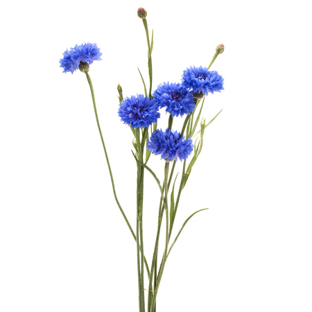 Blue Cornflower Herb or bachelor button flower bouquet isolated on white background cutoutの写真素材