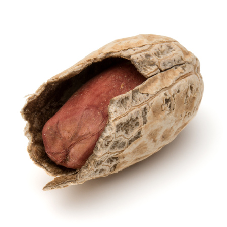 Opened peanut or groundnut pod isolated on white background close upの写真素材