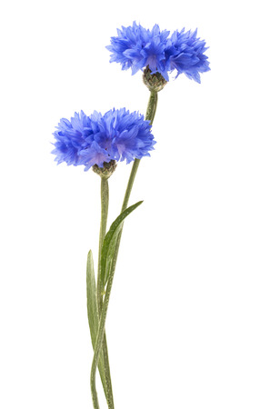 Blue Cornflower Herb or bachelor button flower head isolated on white background cutoutの写真素材