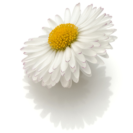 Beautiful single daisy flower isolated on white background cutoutの写真素材