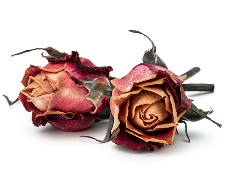 dried rose flower head isolated on white background cutoutの写真素材
