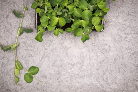 Sweet pea plant leaves in pot on rustic background. Healthy eating concept. Top view.の写真素材