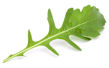 Close up studio shot of green fresh rucola leaves isolated on white background. Rocket salad or arugula.の写真素材