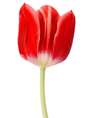 red tulip flower head isolated on white backgroundの写真素材