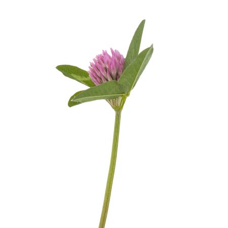 Clover or trefoil flower medicinal herbs isolated on white background cutoutの写真素材