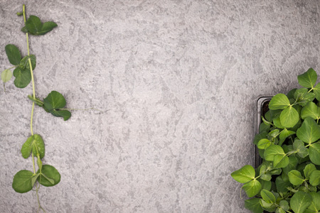 Sweet pea plant leaves in pot on rustic background. Healthy eating concept. Top view.の写真素材
