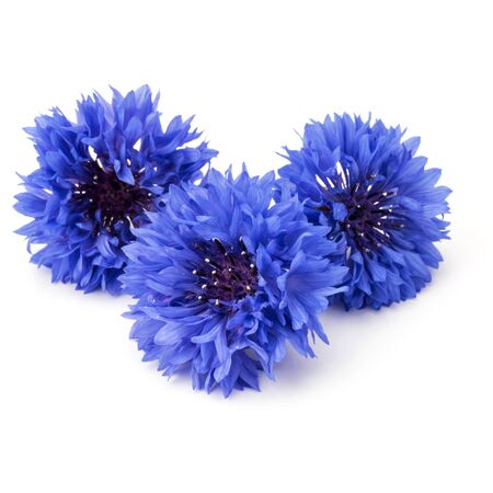 Blue Cornflower Herb or bachelor button flower bouquet isolated on white background cutoutの写真素材