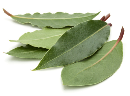 Aromatic bay leaves isolated on white background cutout