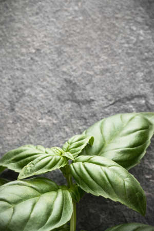 Sweet basil leaves over black stone background. Top view.の写真素材