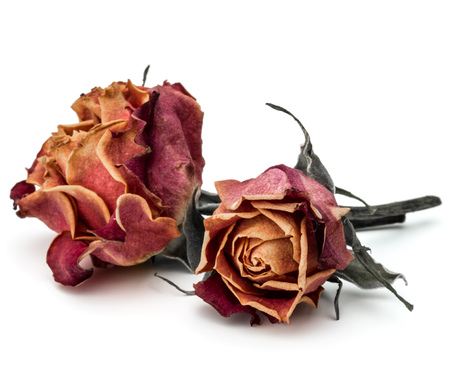 dried rose flower head isolated on white background cutoutの写真素材