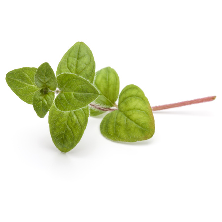 Oregano or marjoram leaves isolated on white background cutoutの写真素材