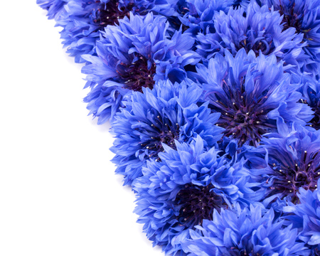 Blue Cornflower Herb or bachelor button flower heads border isolated on white background cutoutの写真素材
