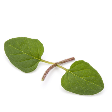 Oregano or marjoram leaves isolated on white background cutout