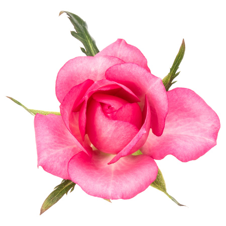 one pink rose flower isolated on white background cutoutの写真素材