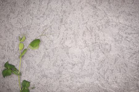 Sweet pea plant leaves on rustic background. Healthy eating concept. Top view.の写真素材