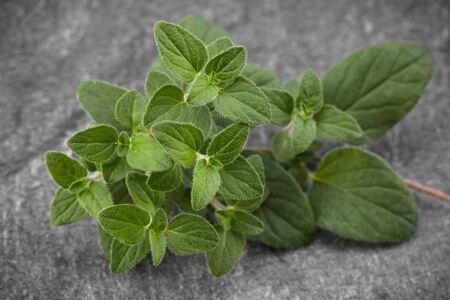 Oregano leaves over black stone background. Top view.の写真素材