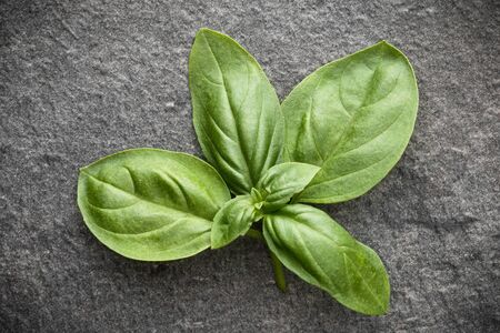 Sweet basil leaves over grey stone background. Top view.の写真素材