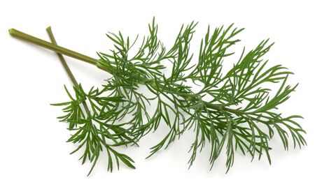 Close up shot of branch of fresh green dill herb leaves isolated on white backgroundの写真素材