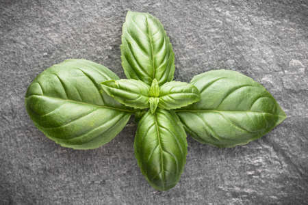 Sweet basil leaves over black stone background. Top view.の写真素材