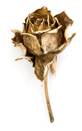 One gold rose isolated on white background cutout. Golden dried flower head, romance concept.の写真素材