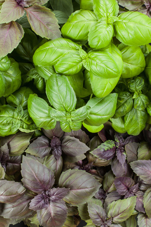 Basil herb leaves background close up.の写真素材