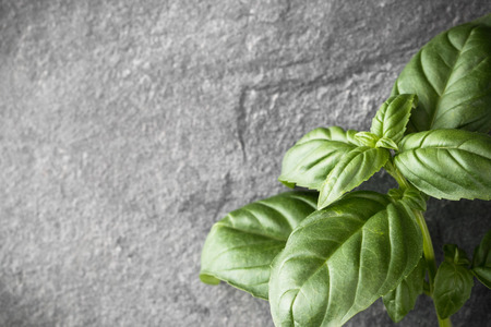 Sweet basil leaves over black stone background. Top view.の写真素材