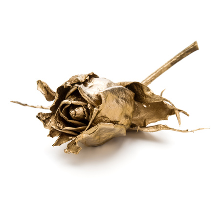 One gold rose isolated on white background cutout. Golden dried flower head, romance concept.の写真素材
