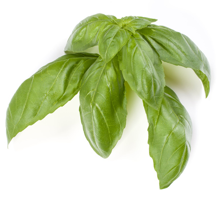 sweet basil herb leaves isolated on white background. Genovese basil leaf.の写真素材