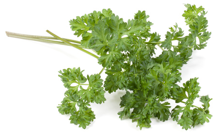 parsley leaves bunch isolated on white background cutoutの写真素材