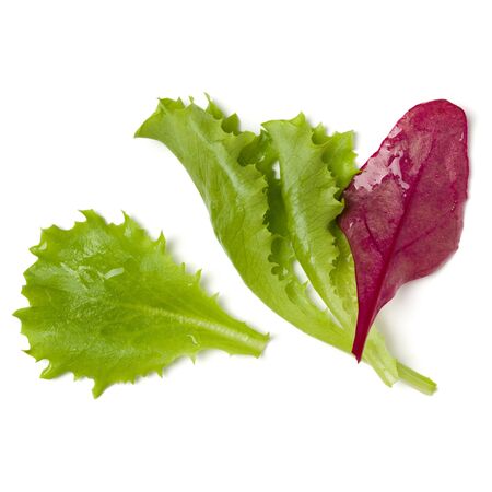 Different salad leaves handful isolated on white background. Top view, flat lay.の写真素材