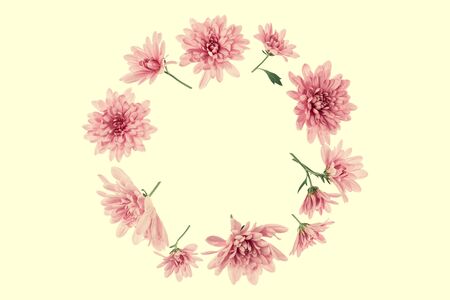 Chrysanthemum  Flowers composition. Round Frame made of punk flowers on yellow background, without shadows. Festive background. Flat lay, top view, copy space.の写真素材
