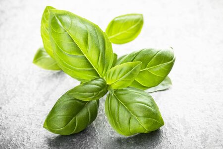 Sweet basil leaves over black stone background. Top view.の写真素材