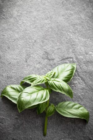 Sweet basil leaves over black stone background. Top view.の写真素材